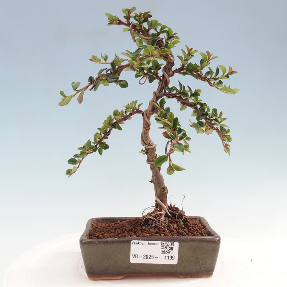 Vonkajší bonsai-Cotoneaster horizontalis - Skalník