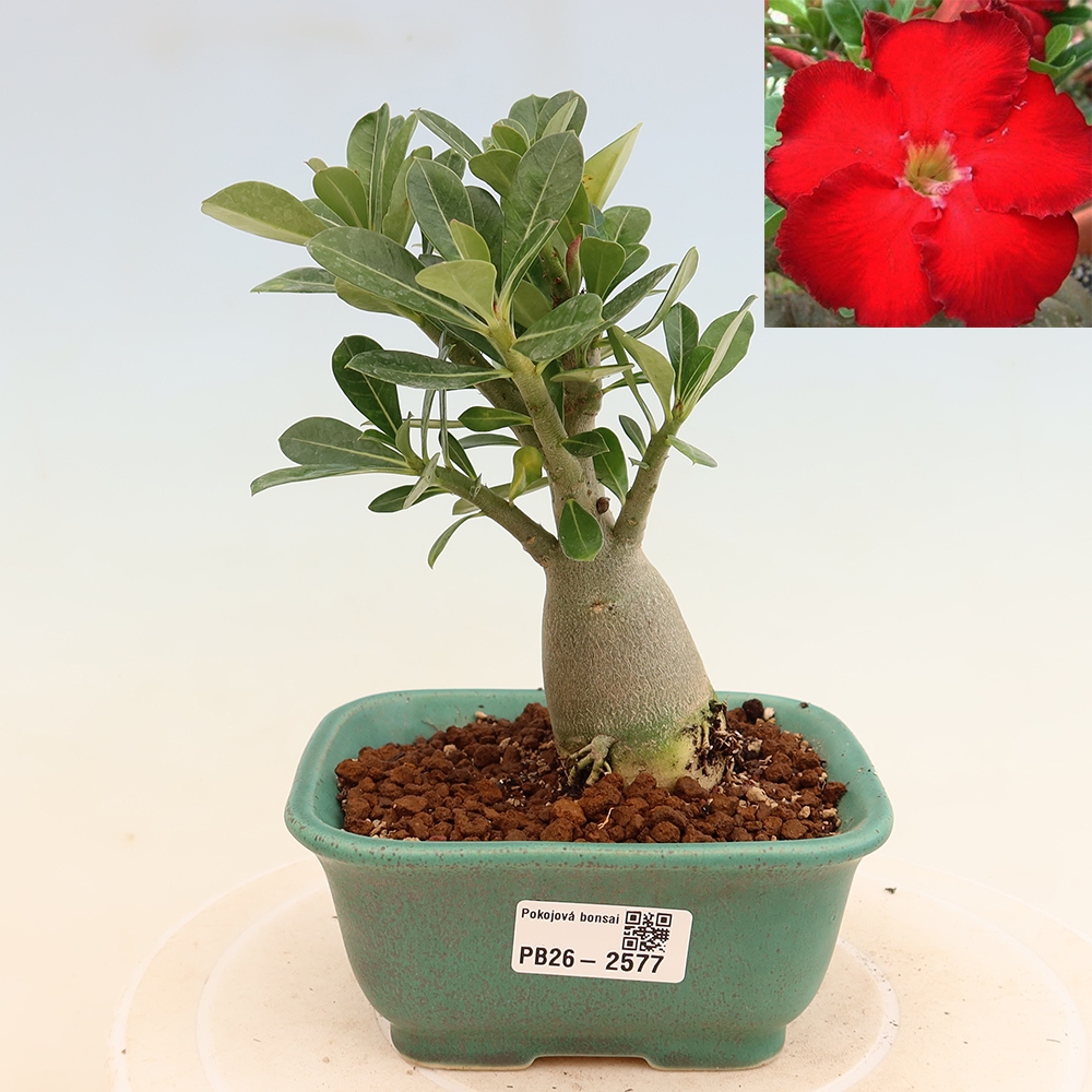 Izba bonsai – Adenium obesum Red Star – Púštna ruža
