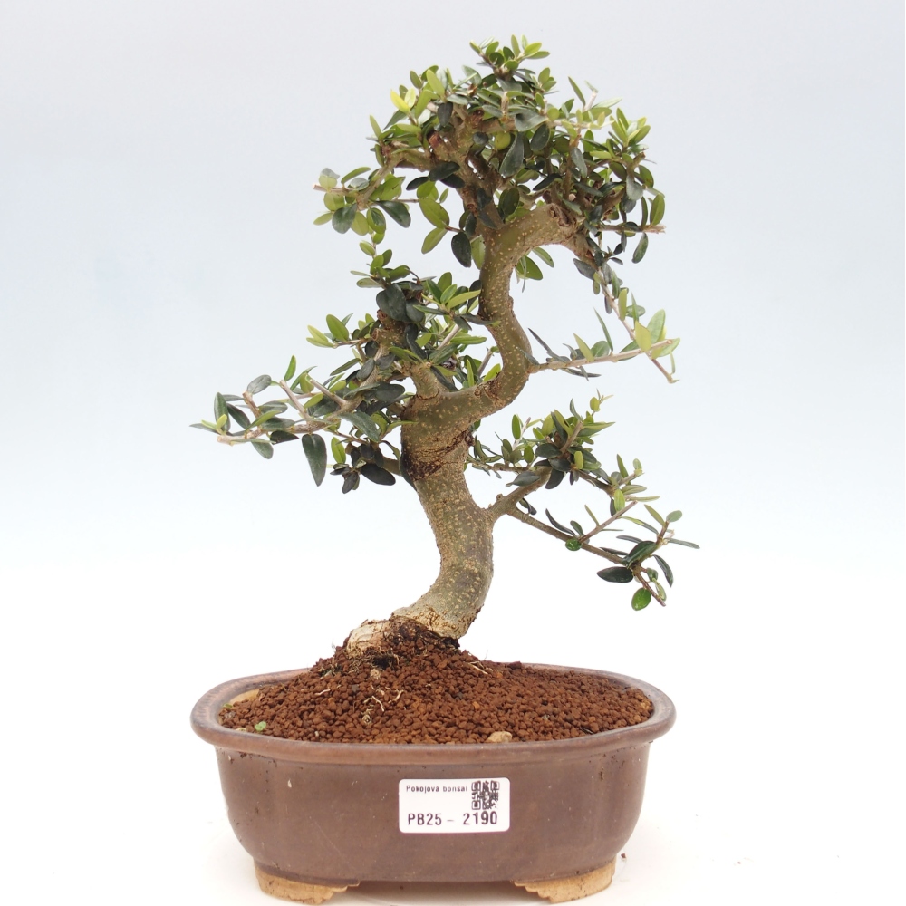 Izbová bonsai - Olea europaea sylvestris -Oliva evropská drobnolistá