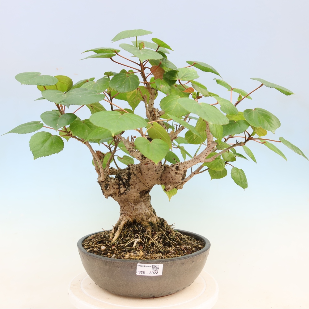 Izbový bonsaj - Hibiscus tiliaceus - Ibišek morský