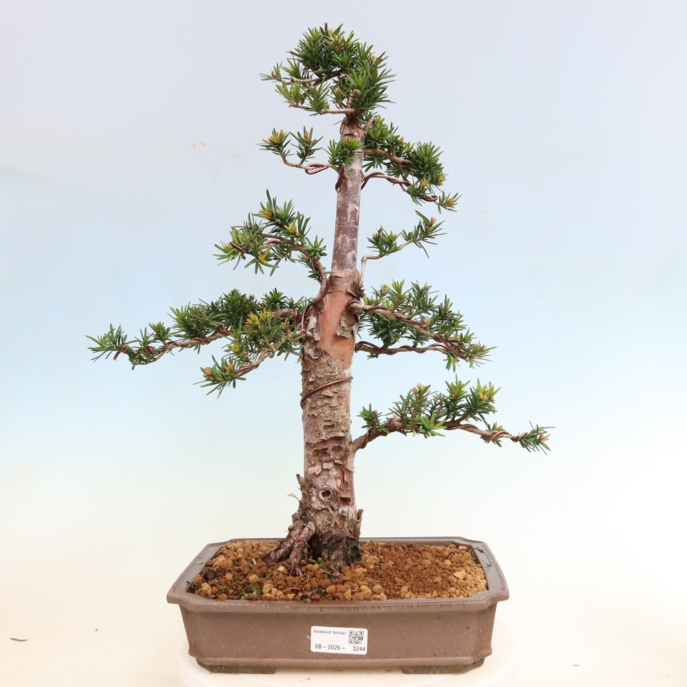 Vonkajší bonsai – Taxus cuspidata – japonský tis