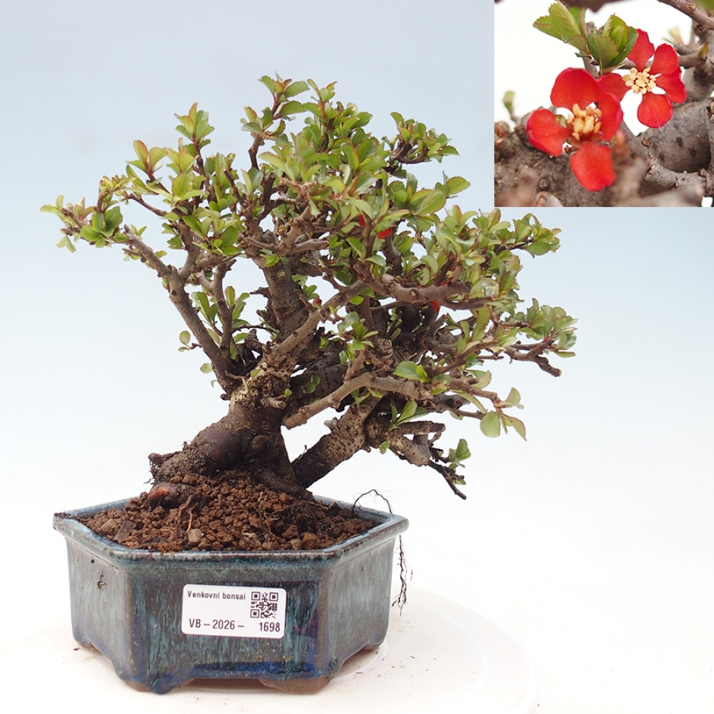 Vonkajšie bonsaje - Chaneomeles speciosa - Kdoule
