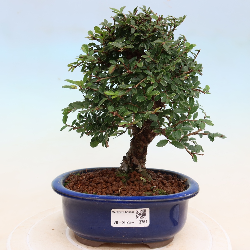 Vonkajšie bonsaje - Zelkova - Zelkova NIRE