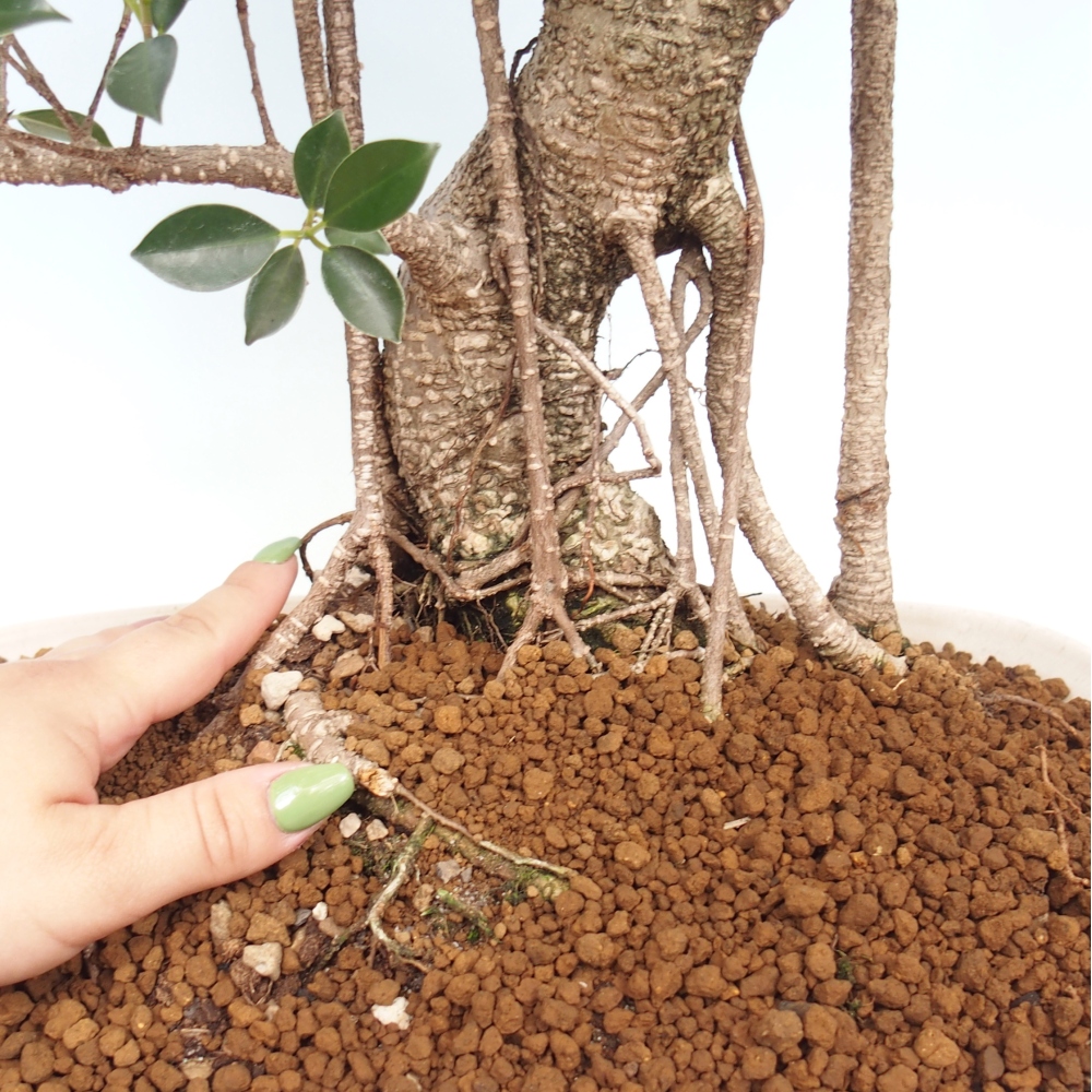Izbové bonsaje - Ficus kimmen - drobnolistý fikus - len osobný odber alebo preprava na paletách