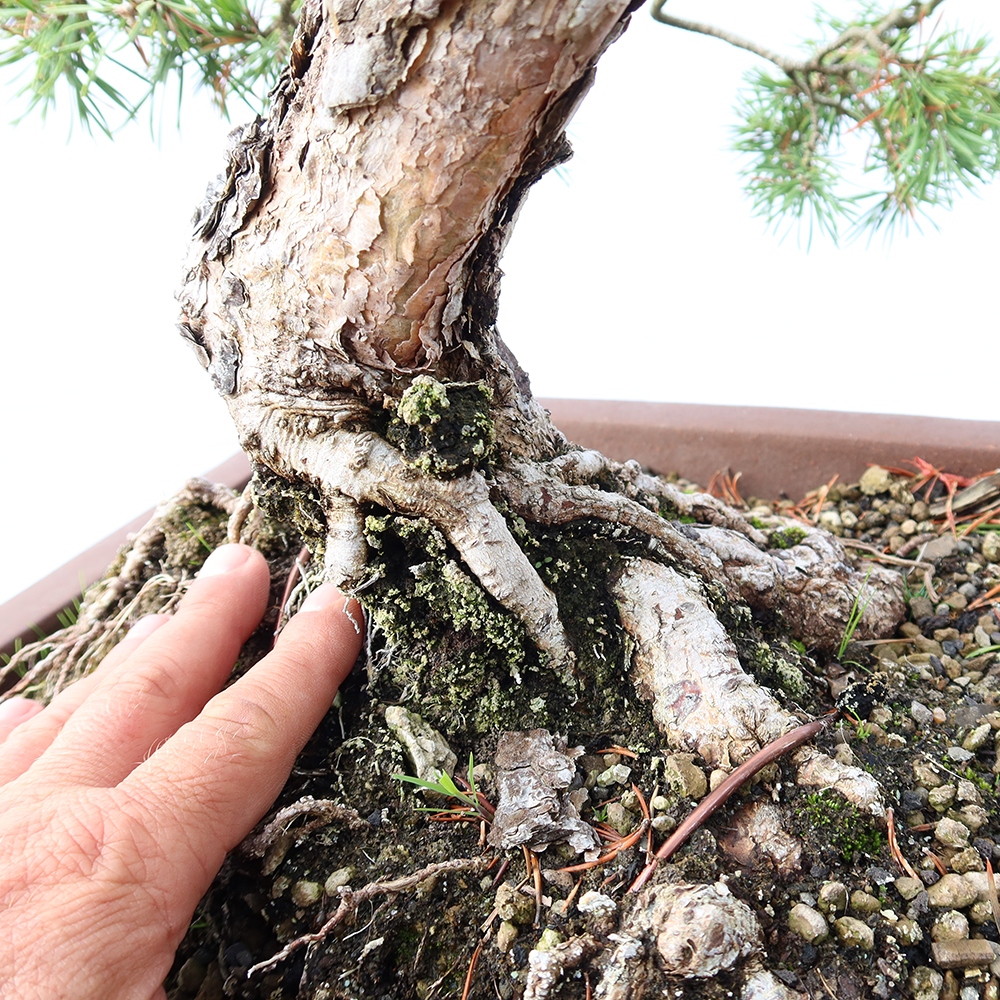 Pinus sylvestris Španielsko – borovica lesná
