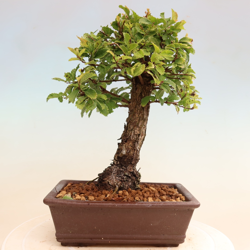 Vonkajšie bonsaje - Zelkova - Zelkova NIRE