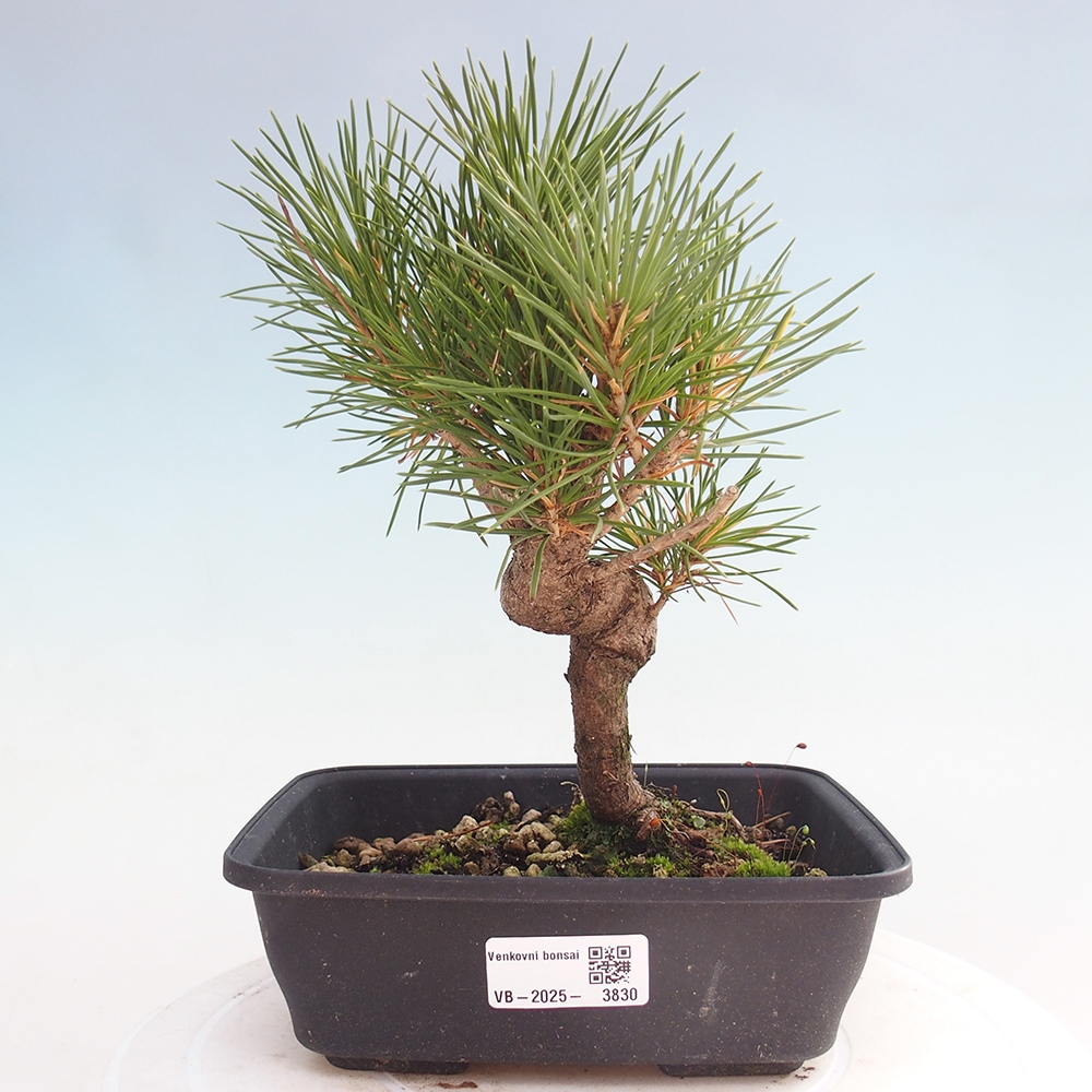 Vonkajšie bonsaje - Pinus thunbergii - borovica Thunbergova