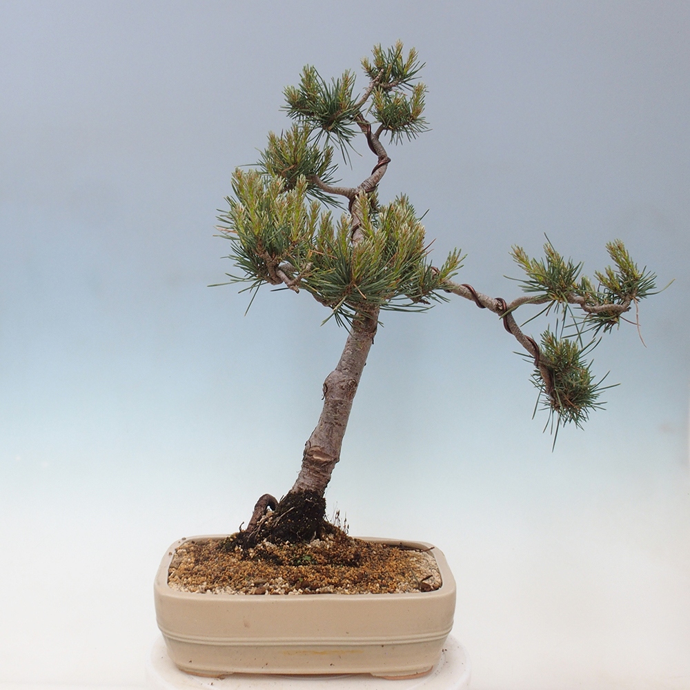 Vonkajšie bonsai - Pinus Sylvestris - Borovica lesná