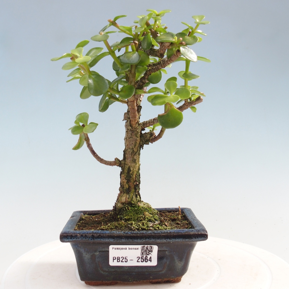 Izbová bonsai - Portulakaria Afra - Tlustice