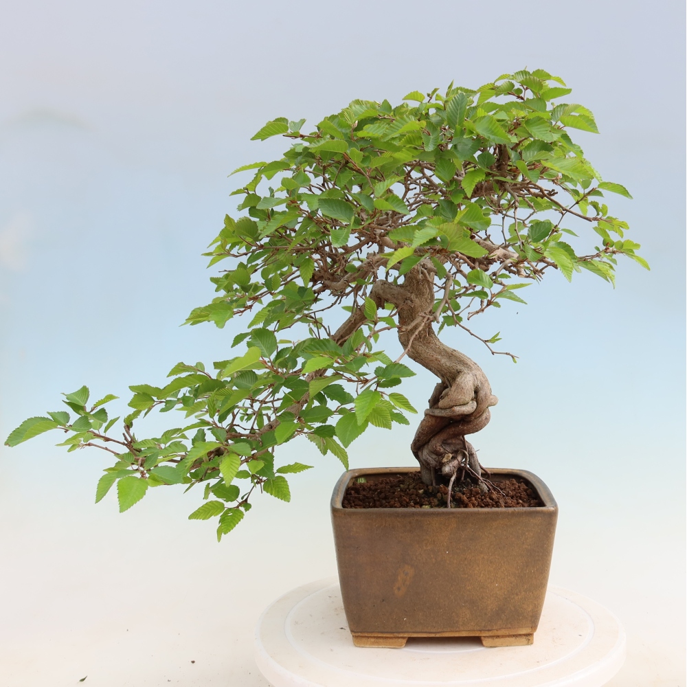 Vonkajší bonsaj -Carpinus coreana - Hrab kórejský