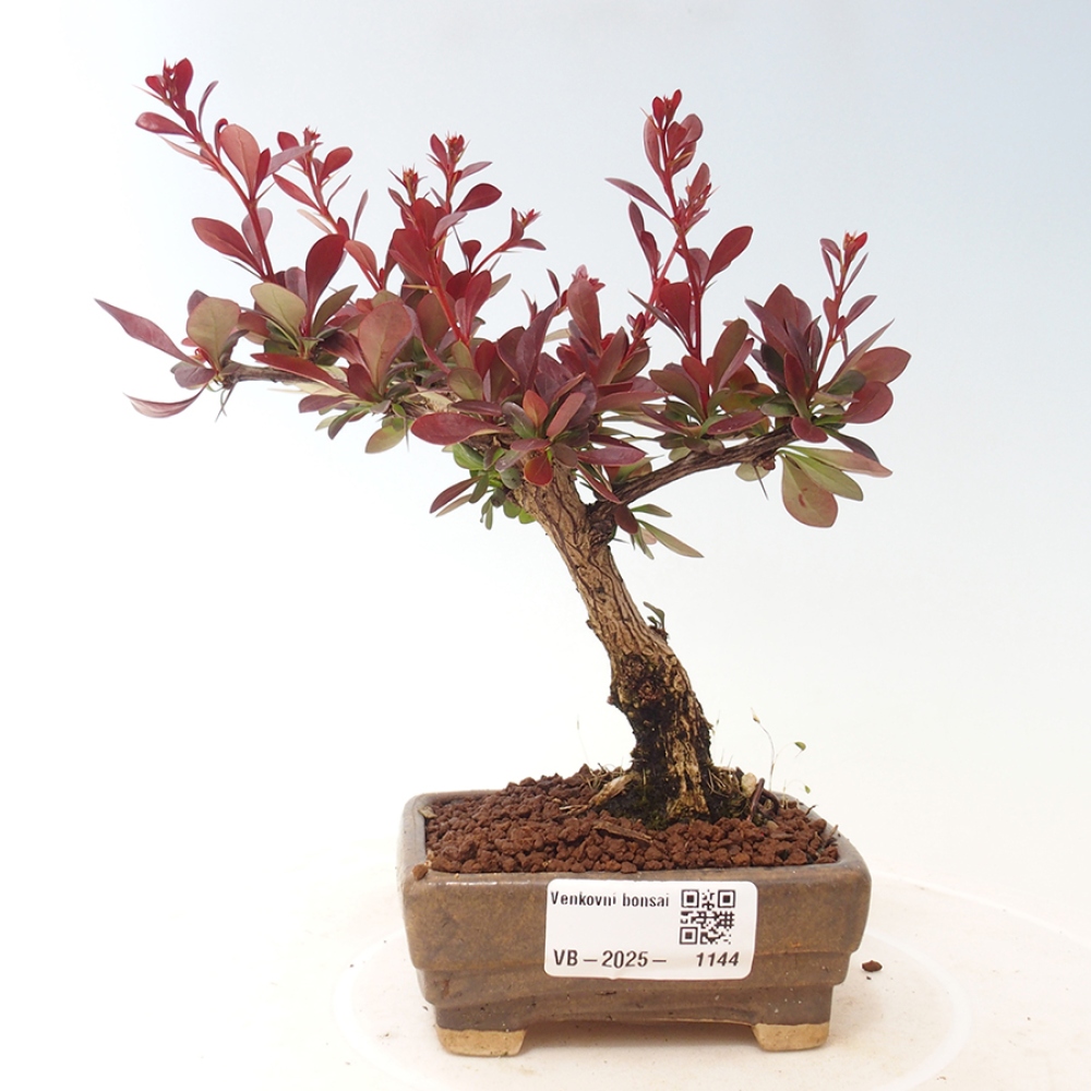 Vonkajší bonsai - Berberis thunbergii Kobold - Drištál Thunbergov