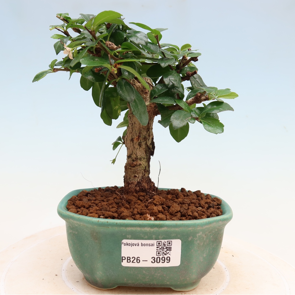 Izbové bonsaje - Carmona macrophylla - Tea fuki