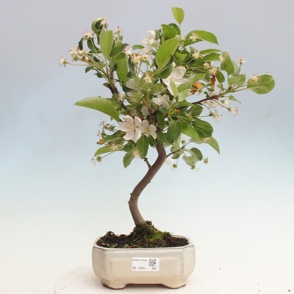 Vonkajší bonsai -Malus halliana - Maloplodá jabloň