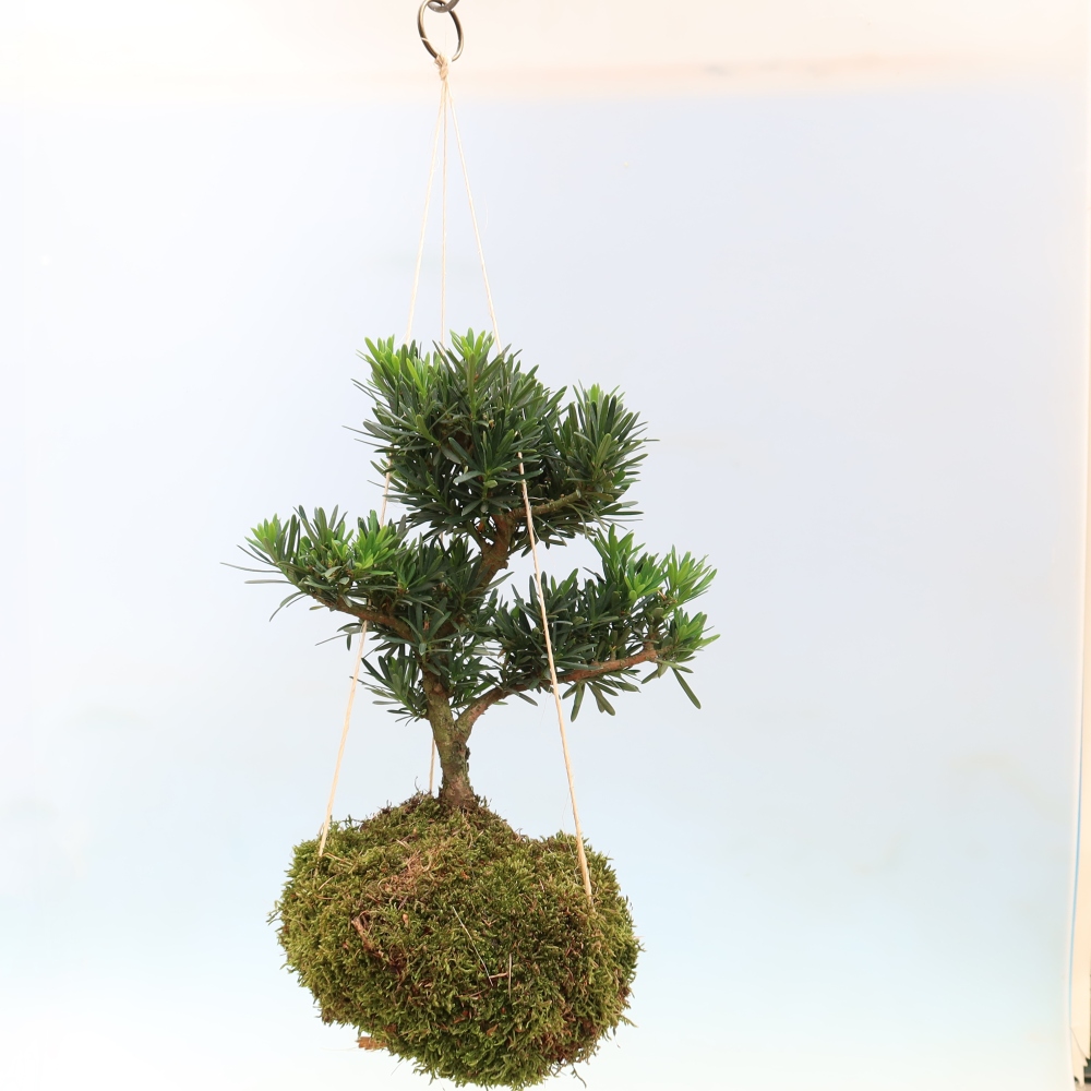 Kokedama v keramike – Podocarpus – Kamenný tis