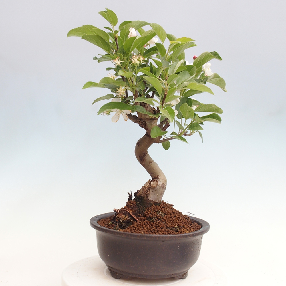 Vonkajší bonsai -Malus halliana - Maloplodá jabloň