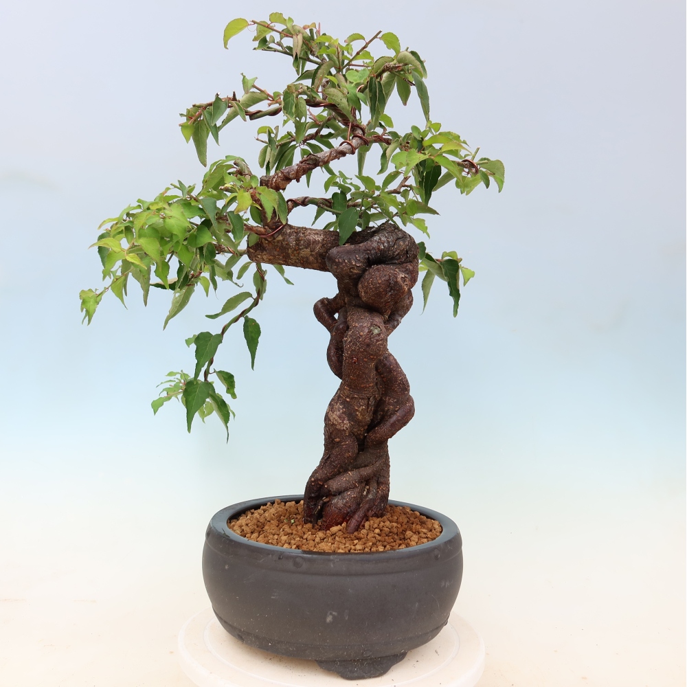 Vonkajšie bonsaje – Japonská marhuľa – Prunus Mume