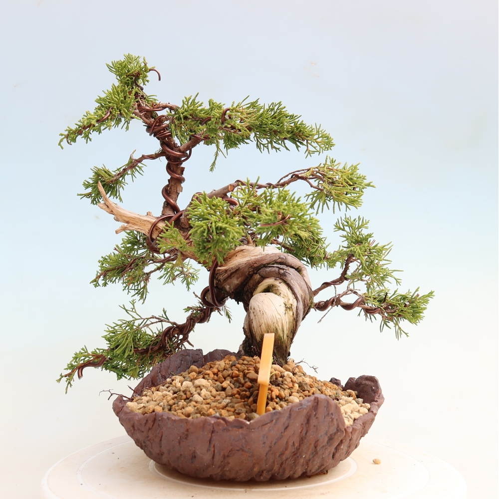 Vonkajší bonsai – Juniperus chinensis Itoigawa – čínsky jalovec