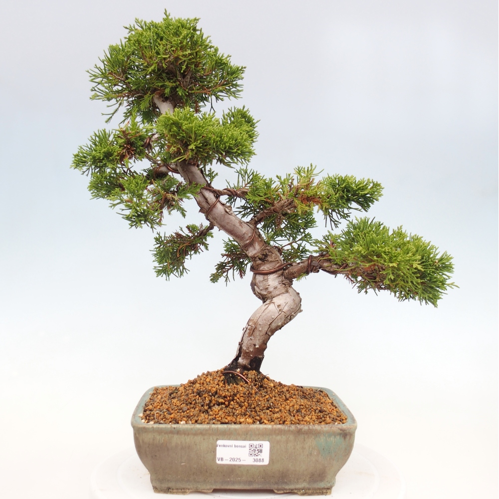 Vonkajší bonsai - Juniperus chinensis Itoigawa -Jalovec čínsky