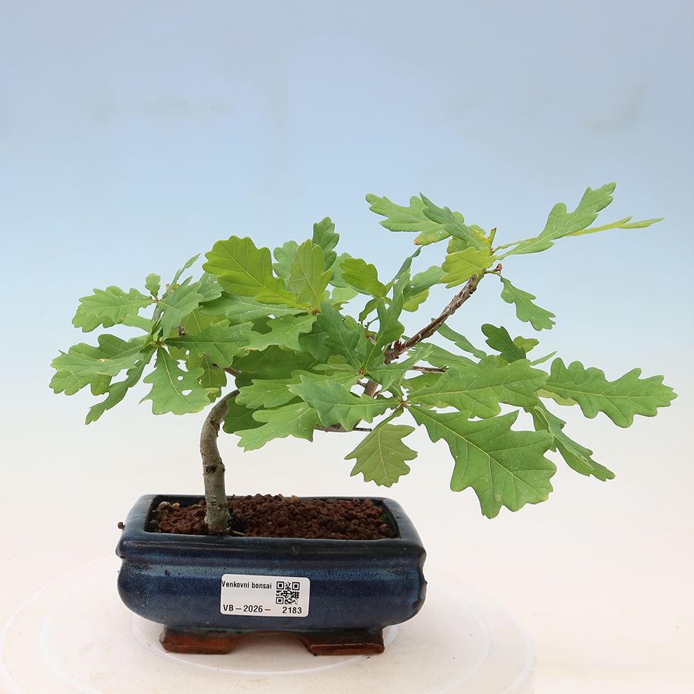 Vonkajší bonsai – Quercus robur – Dub letný