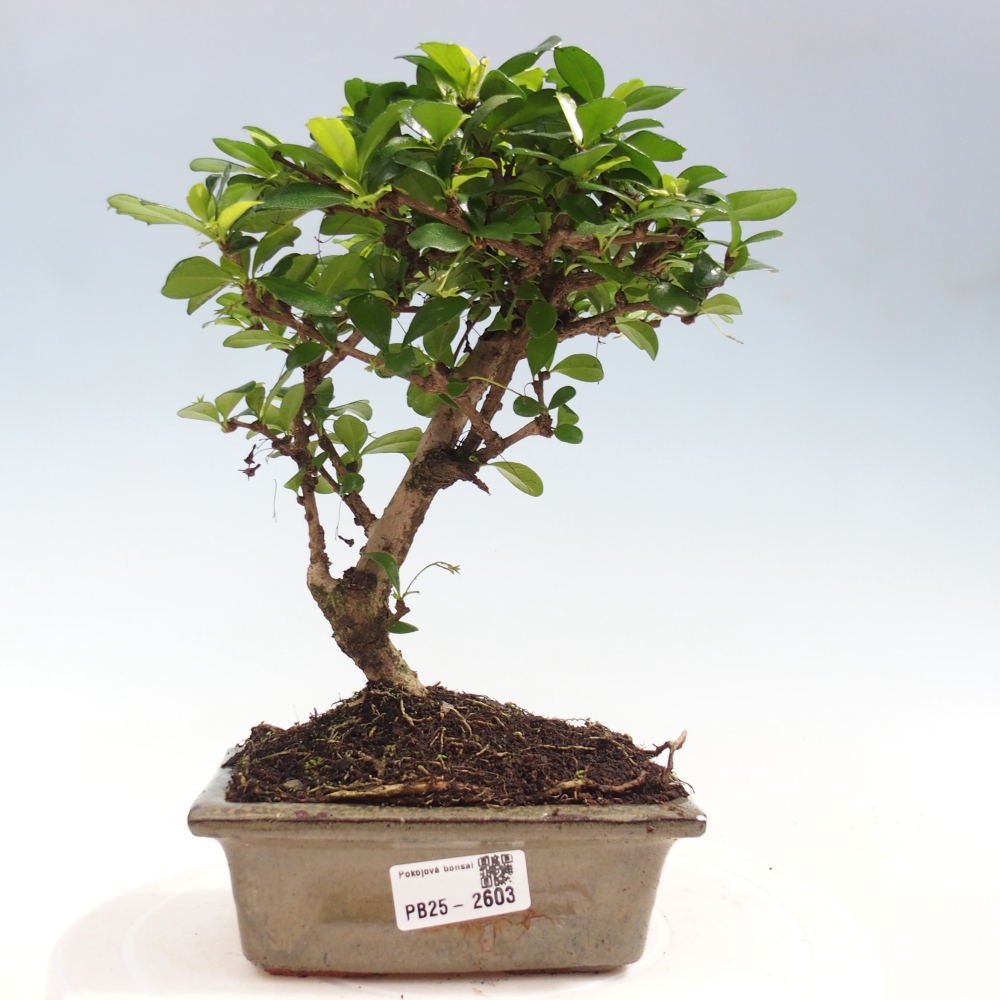 Izbová bonsai - Carmona macrophylla - Čaj fuki