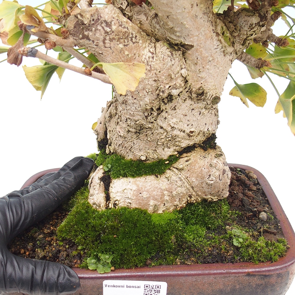 Vonkajšie bonsai - Ginko dvojlaločné - Ginkgo biloba