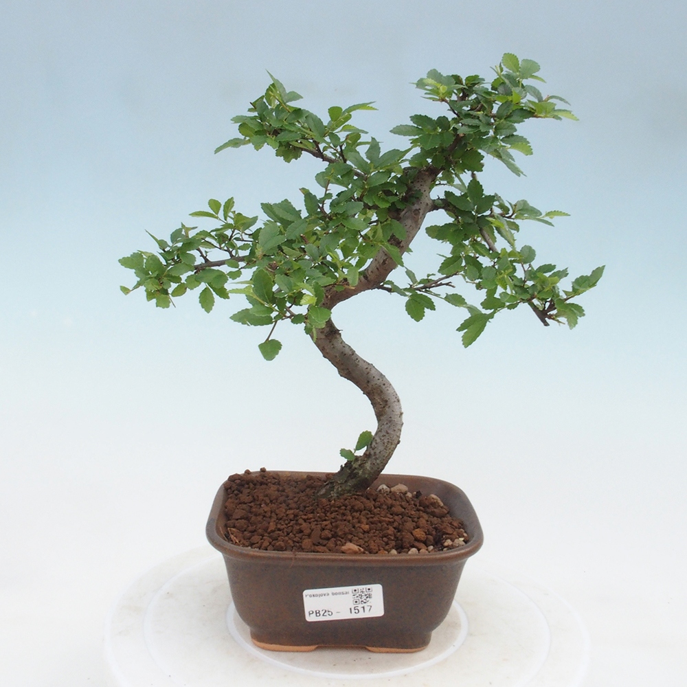 Izbová bonsai-malolistá brest 