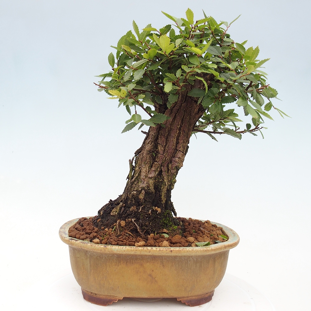 Vonkajšie bonsaje - Zelkova - Zelkova NIRE