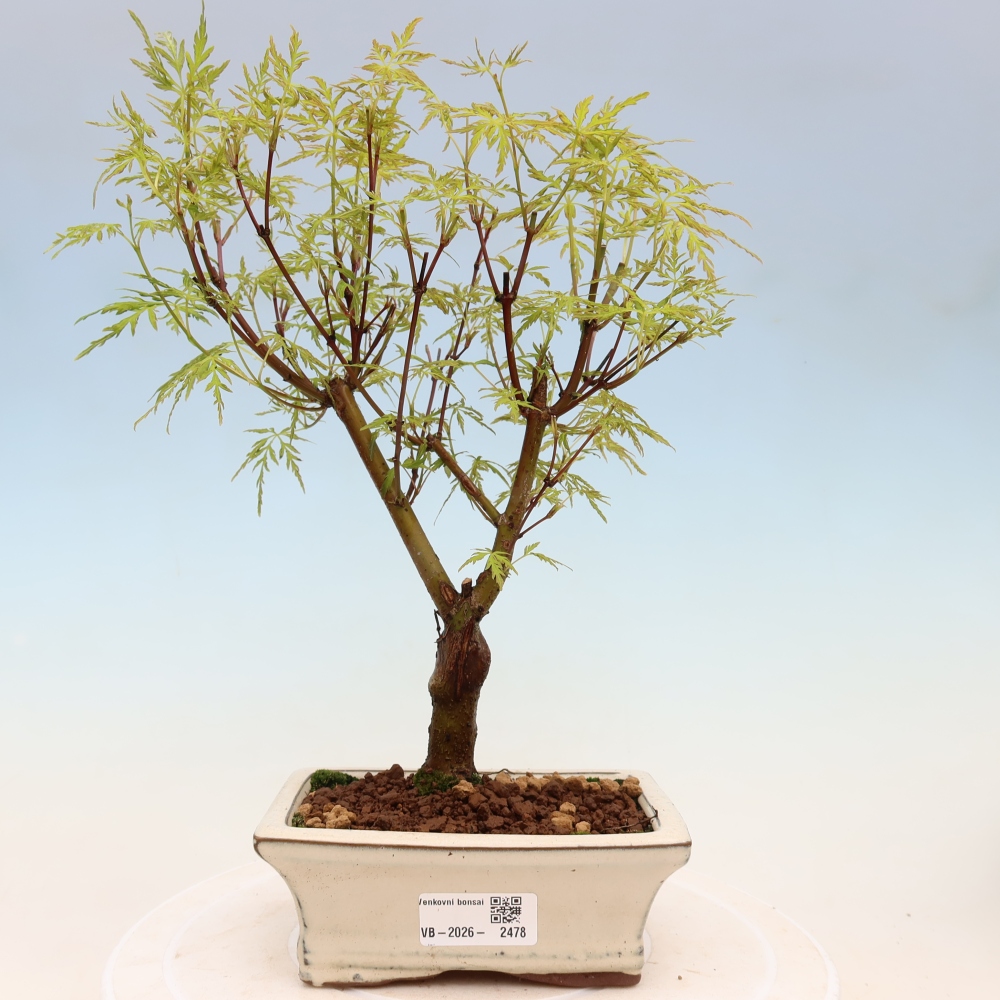 Vonkajší bonsai – Acer palmatum Dissectum – javor dlaňolistý 