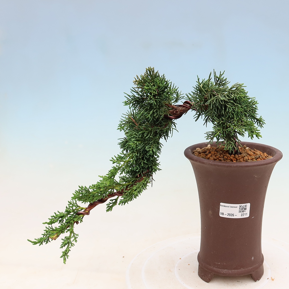 Vonkajší bonsaj - Juniperus chinensis Kishu