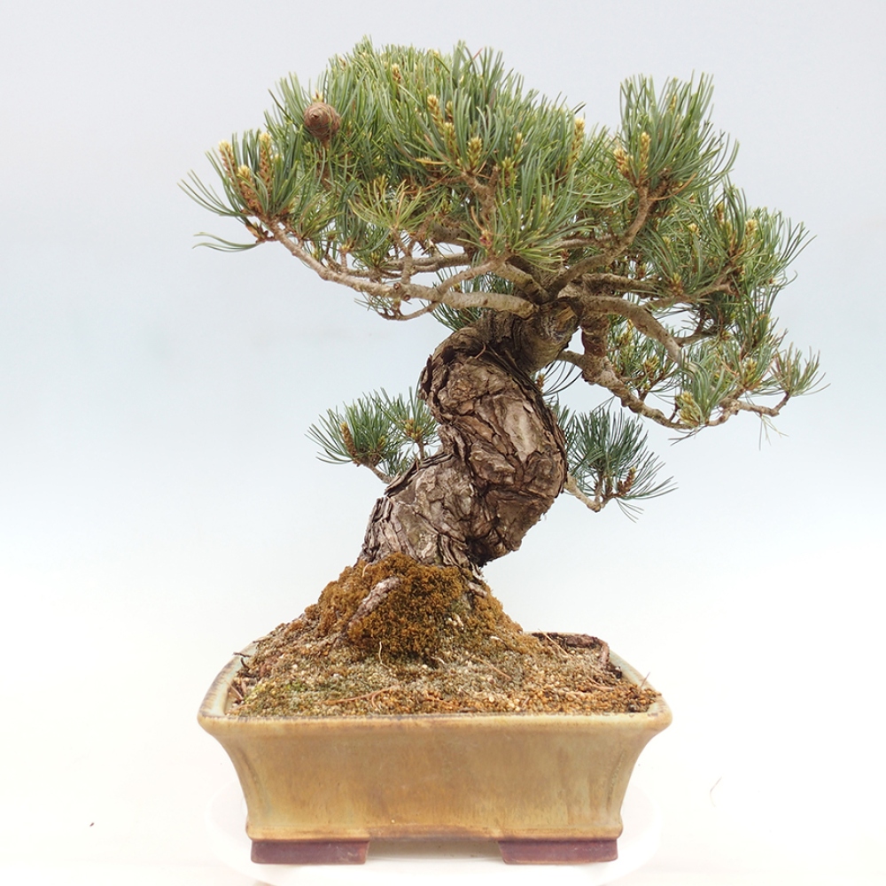 Vonkajšie bonsaje - Pinus parviflora - Pinus parviflora