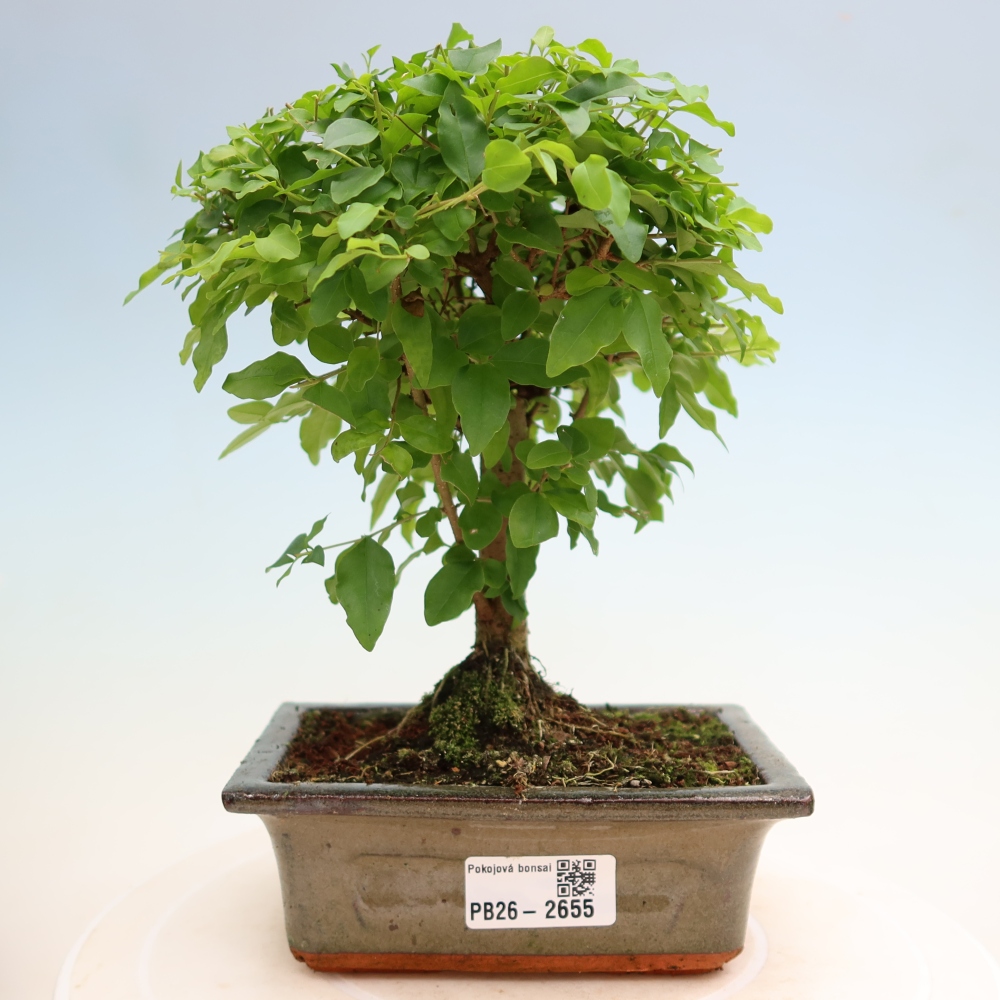 Izbový bonsaj -Ligustrum chinensis - Vtáčí zobák