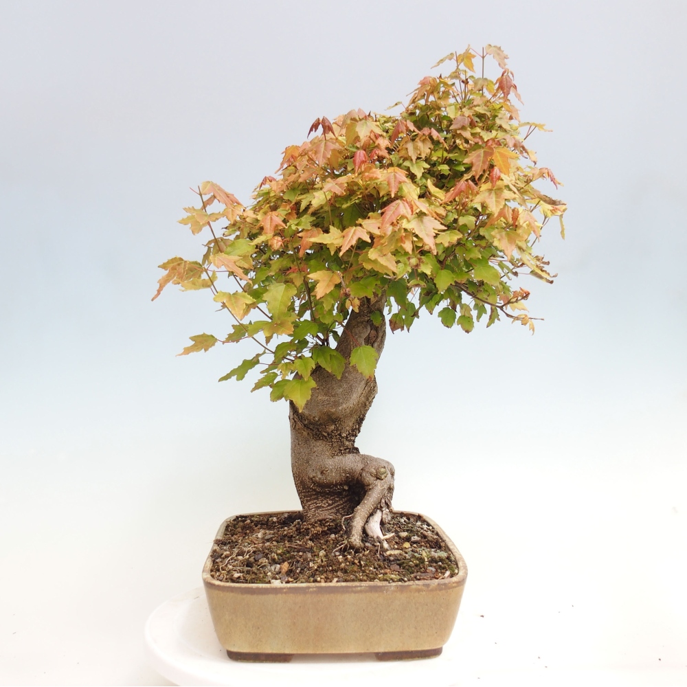 Vonkajšie bonsai - Javor Buergerianum - Javor Burgerův
