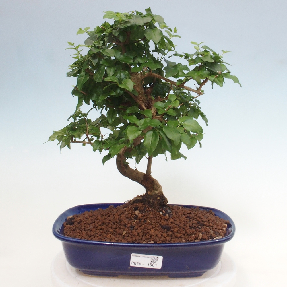 Izbová bonsai -Ligustrum chinensis - Vtáčí zob
