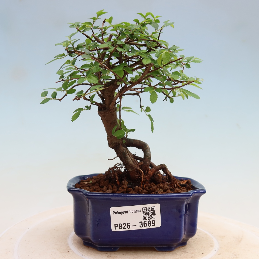 Izbový bonsaj - Ulmus parvifolia - brest malolistý