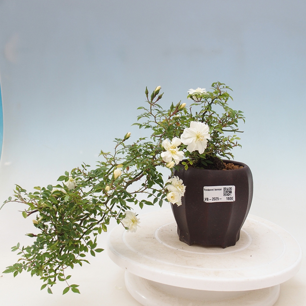 Vonkajší bonsai - Rosa Sea Foam - ruža
