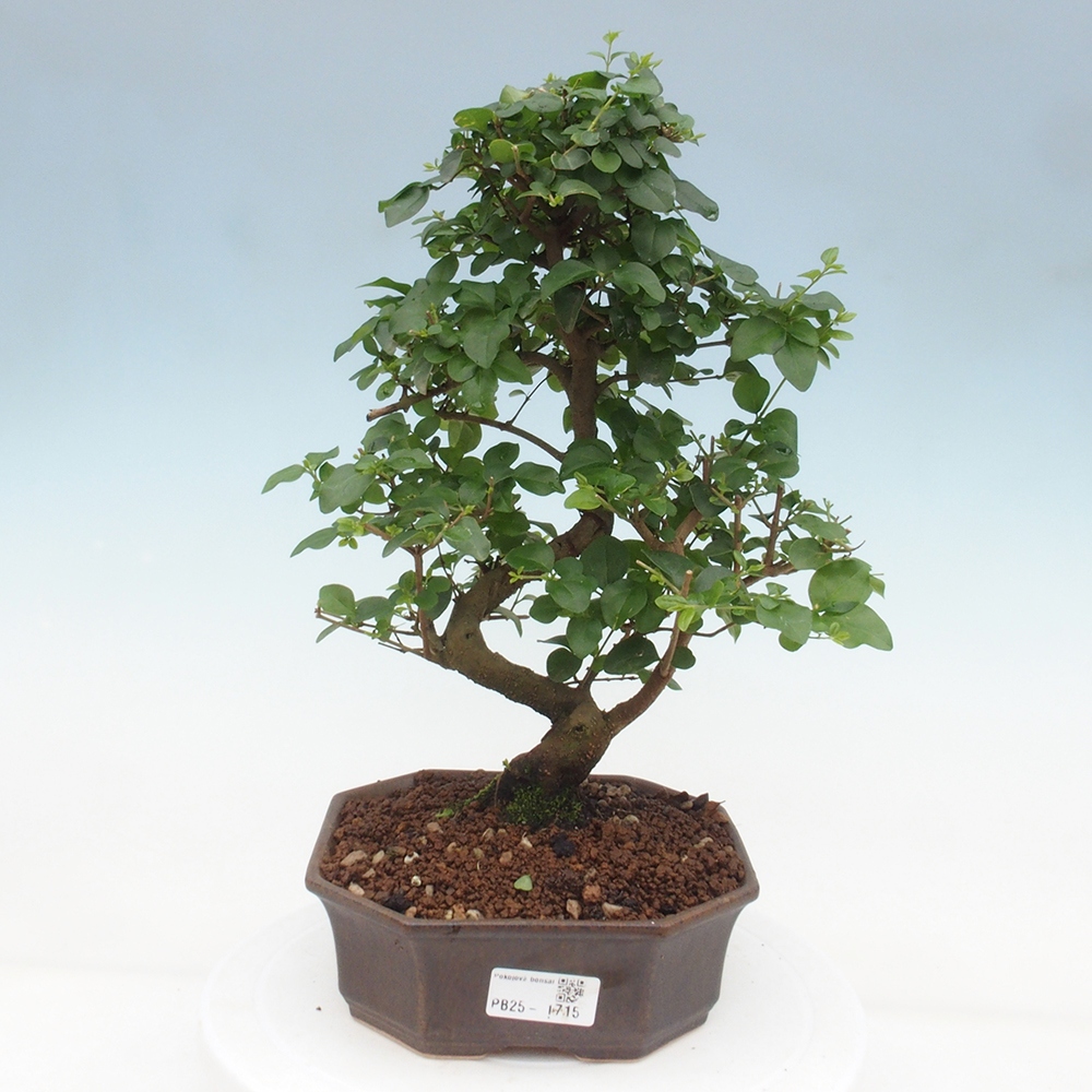 Izbová bonsai -Ligustrum chinensis - Vtáčí zob