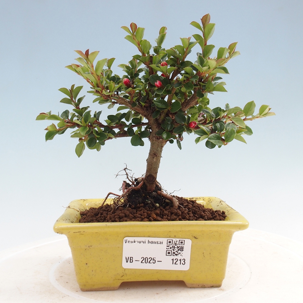 Vonkajší bonsai - Cotoneaster horizontalis - Skalník