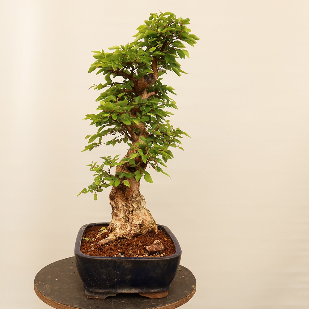 Vonkajší bonsai -Carpinus Coreana - Hrab kórejský
