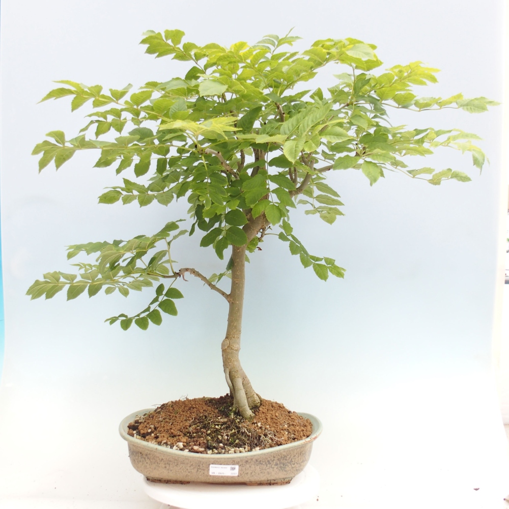 Vonkajší bonsai - Fraxinus - Jaseň
