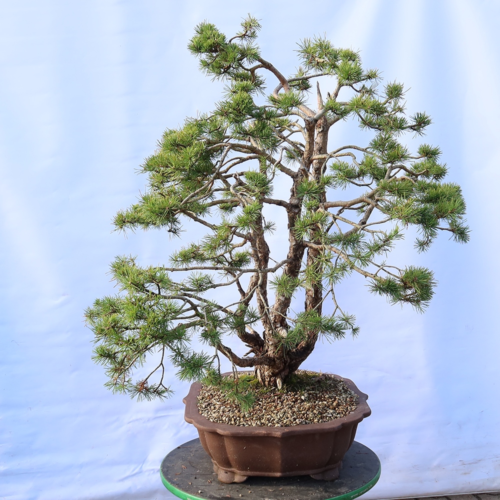 Pinus sylvestris Španielsko – borovica lesná