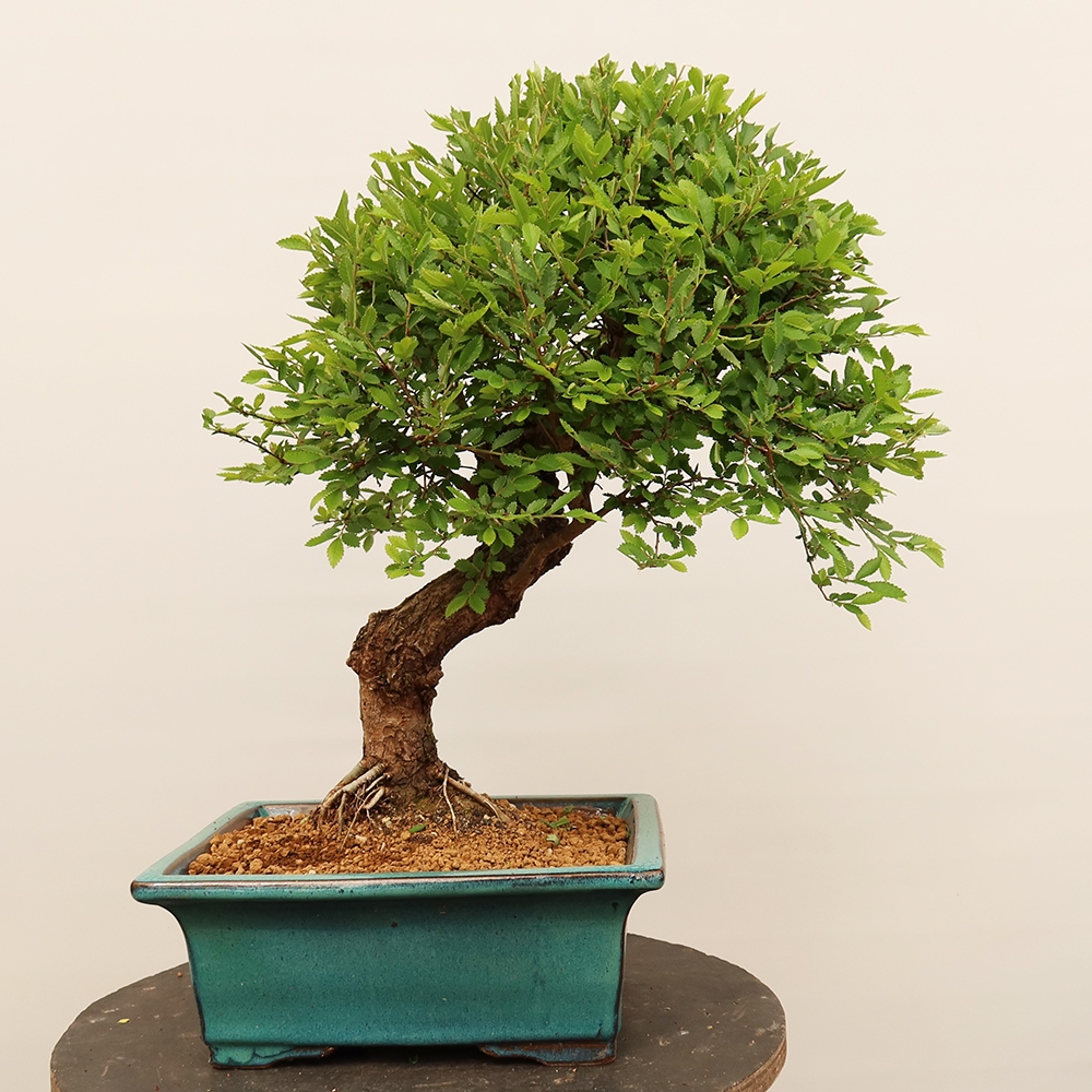 Vonkajšie bonsai - Zelkova - Zelkova NIRE