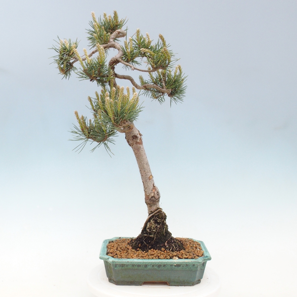 Vonkajšie bonsai - Pinus Sylvestris - Borovica lesná