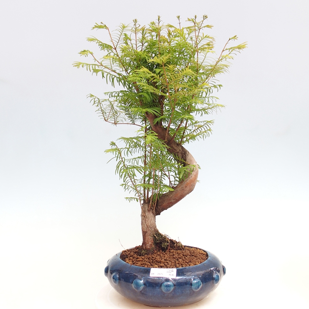 Vonkajšie bonsai - Metasequoia glyptostroboides - Metasekvoja Čínska