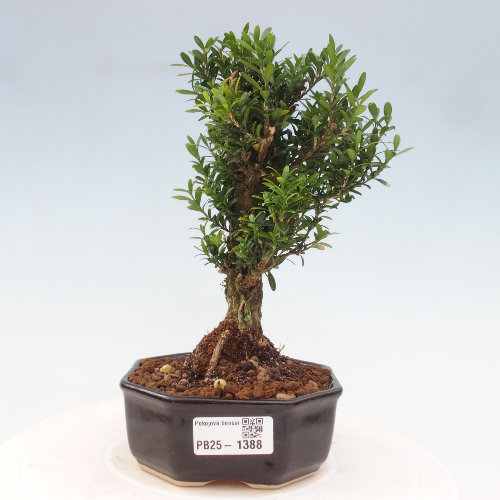 Izbová bonsai - Buxus harlandii - korkový buxus