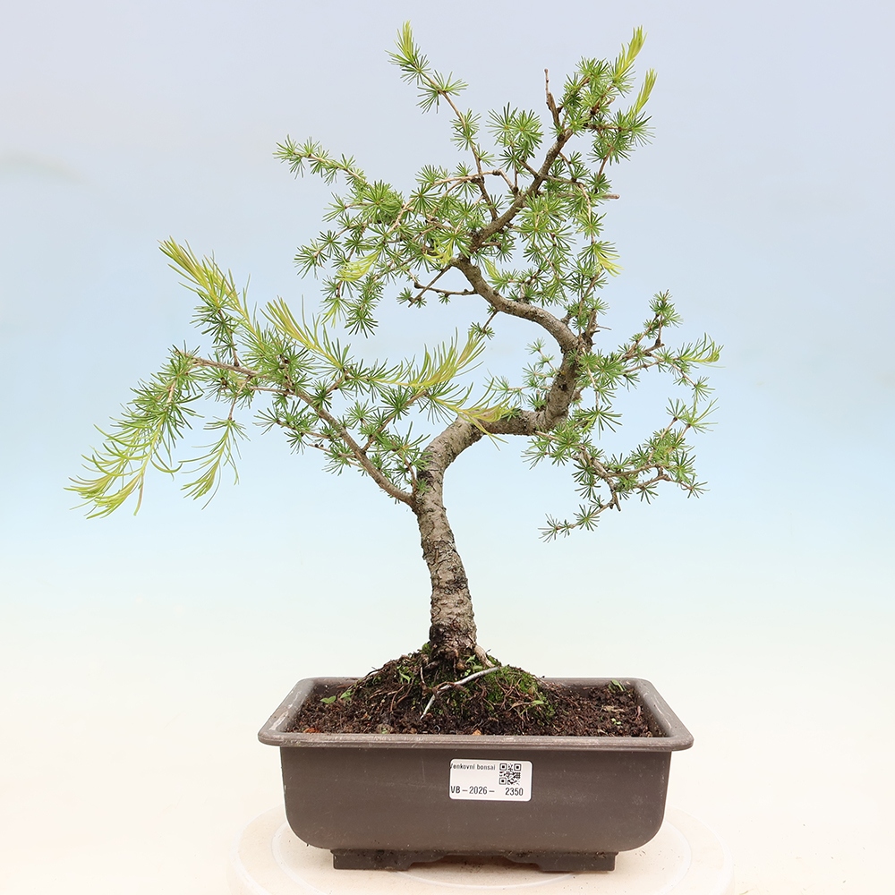 Vonkajšie bonsaje -Larix decidua - Smrekovec