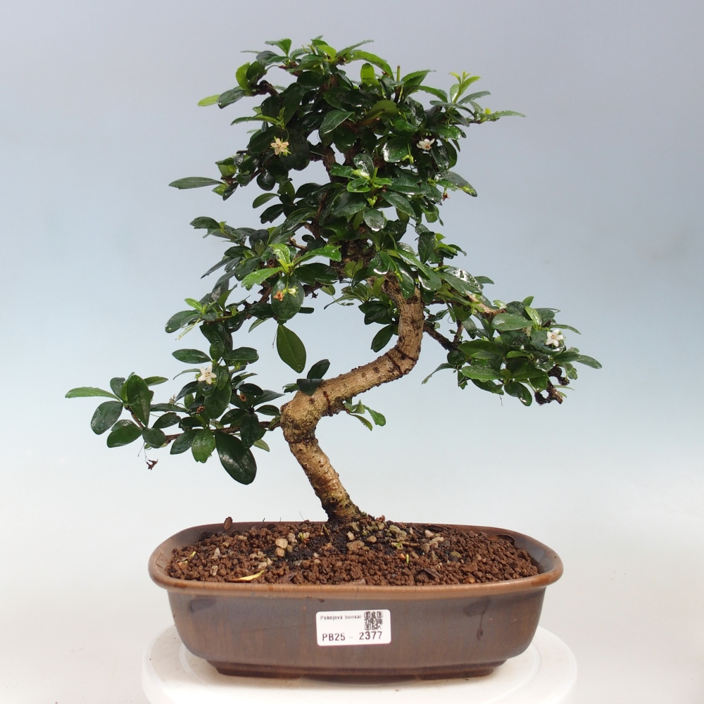 Izbová bonsai - Carmona macrophylla - Čaj fuki