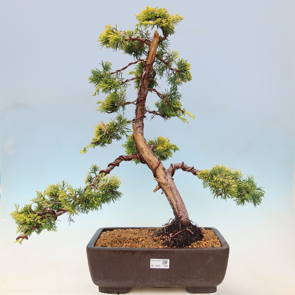 Vonkajší bonsai – Juniperus chinensis  aurea – čínsky zlatý jalovec