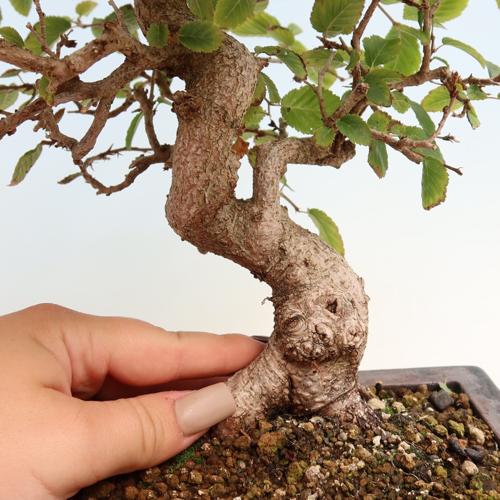 Vonkajšie bonsaje -Carpinus CARPINOIDES - Hrab kórejský