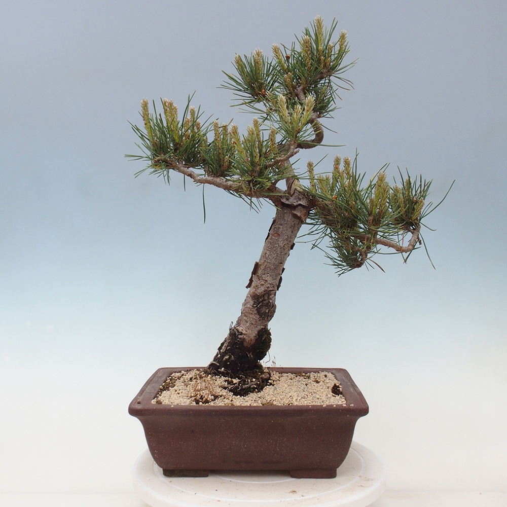 Vonkajšie bonsai - Pinus Sylvestris - Borovica lesná