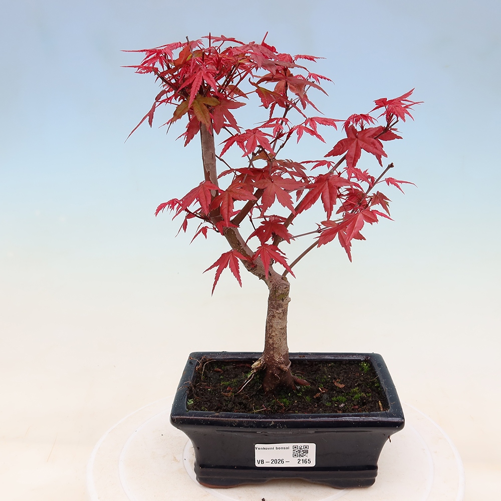 Vonkajší bonsaj - Acer palmatum DESHOJO
